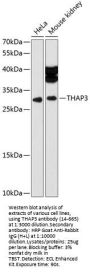 THAP3 Antibody