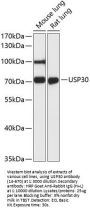 USP30 Antibody