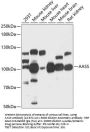 AASS Antibody