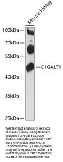 C1GALT1 Antibody