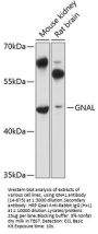 GNAL Antibody