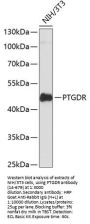 PTGDR Antibody