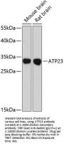 ATP23 Antibody