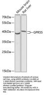 GPR55 Antibody