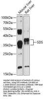 SDS Antibody