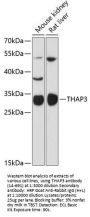 THAP3 Antibody