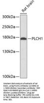 PLCH1 Antibody