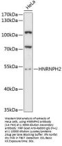 HNRNPH2 Antibody