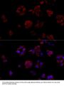 CD40LG Antibody