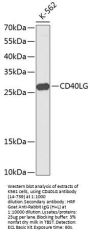 CD40LG Antibody