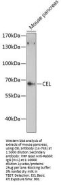 CEL Antibody