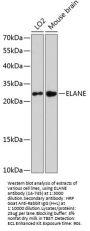 ELANE Antibody
