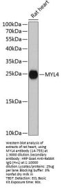 MYL4 Antibody