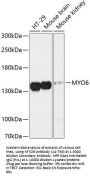 MYO6 Antibody