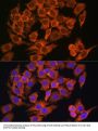 MYO6 Antibody