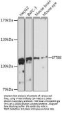 IFT88 Antibody