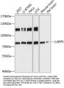 LARP5 Antibody