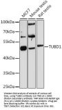 TUBD1 Antibody