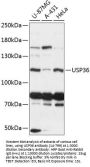 USP36 Antibody