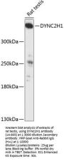 DYNC2H1 Antibody