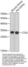 CTSG Antibody