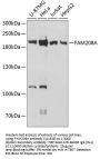 FAM208A Antibody