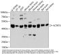 ACTRT3 Antibody