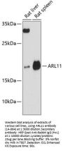 ARL11 Antibody