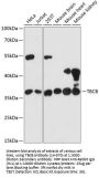 TBCB Antibody