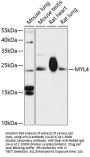 MYL4 Antibody