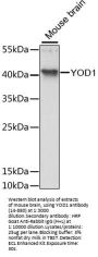 YOD1 Antibody