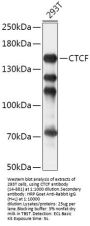 CTCF Antibody