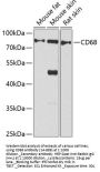 CD68 Antibody