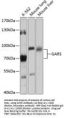 GARS Antibody