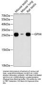 GPX4 Antibody