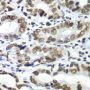 TEAD1 Antibody