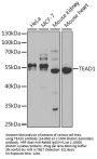 TEAD1 Antibody