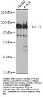 XRCC5 Antibody