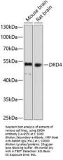 DRD4 Antibody
