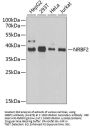 NRBF2 Antibody