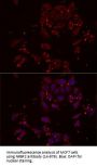 NRBF2 Antibody