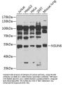 NSUN6 Antibody