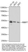 RBBP7 Antibody
