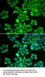 ARHGDIA Antibody