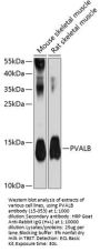 PVALB Antibody