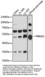 TRIM21 Antibody