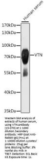 VTN Antibody