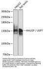 HAUSP / USP7 Antibody