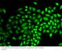 HAUSP / USP7 Antibody
