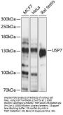 USP7 Antibody